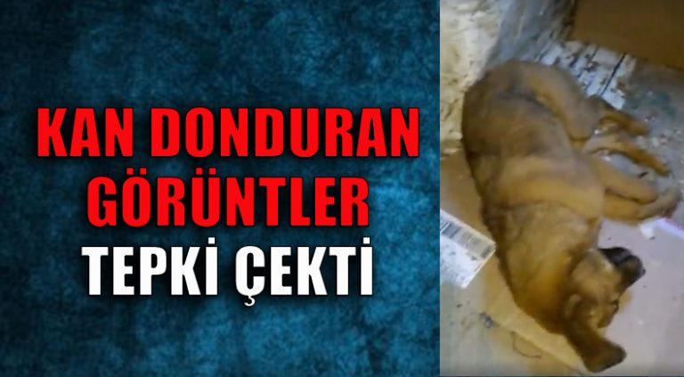 Bu Görüntüler İnsanlığı Sorgulattı