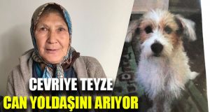 Cevriye Teyze Can Yoldaşını Arıyor