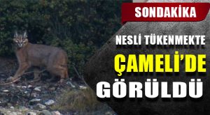 Çameli’de Eşine Az Rastlanacak Fotoğraf