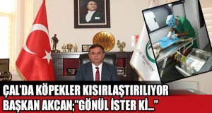 Çal’da Köpek Kısırlaştırılıyor