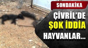 Çivril Hayvan Barınağı İçin Şok İddia