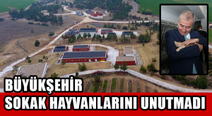 BÜYÜKŞEHİR  SOKAK HAYVANLARINI UNUTMADI