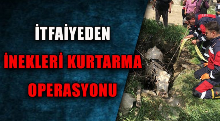 Ahırda Sıkışan ve Foseptik Çukuruna Düşen İnekleri İtfaiye Kurtardı