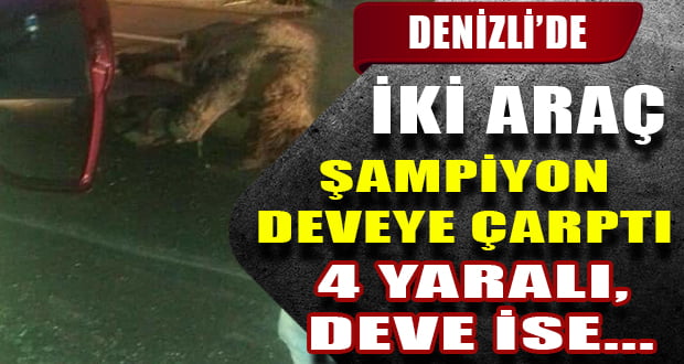 İki Otomobil Deveye Çarptı