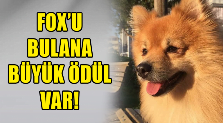 Fox’u Getirene Ödül Var!