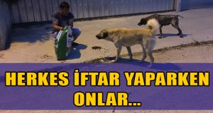 Herkes iftar yaparken onlar sokak hayvanlarını besliyor