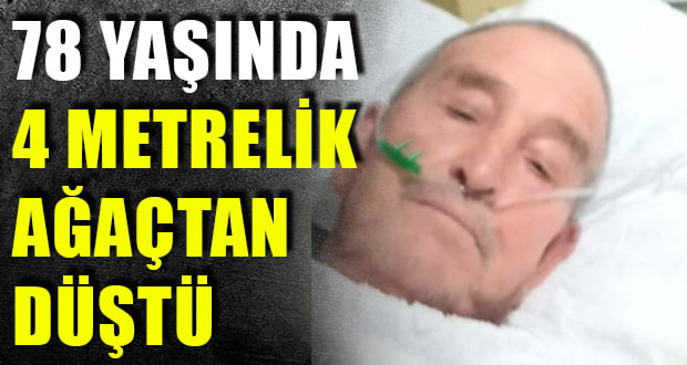 78 Yaşındaki Adam 4 Metrelik Ağaçtan Düştü