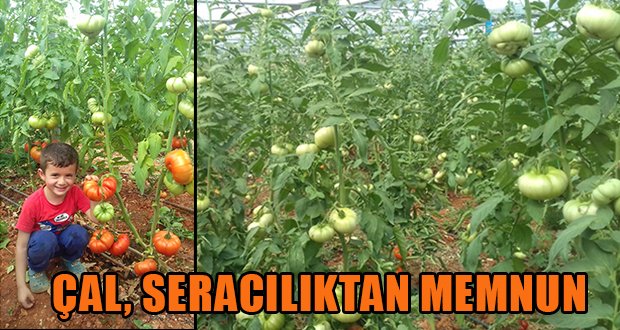 Çal, Seracılıktan Memnun