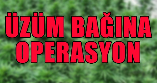 Üzüm Bağına Operasyon