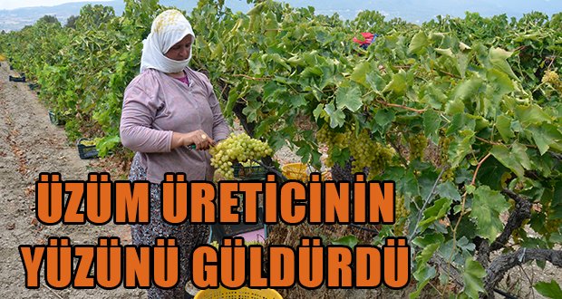 Üzüm Alım Fiyatları Üreticisinin Yüzünü Güldürdü