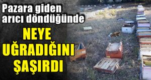 Pazara giden arıcı döndüğünde neye uğradığını şaşırdı