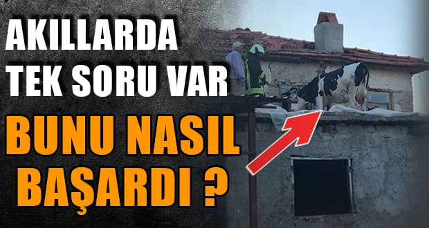 İnek Evin Çatısına Çıktı