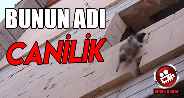 Yavru köpek inşaatın 3. katında asılı bulundu