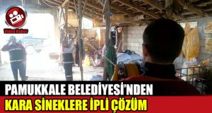 Kara Sinekle İpli Mücadele