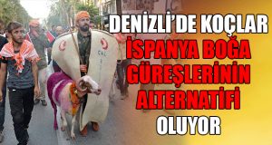 Denizli’de Koçlar, İspanya Boğa Güreşlerinin Alternatifi Oluyor