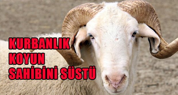 Kurbanlık Koyun Sahibini Süstü