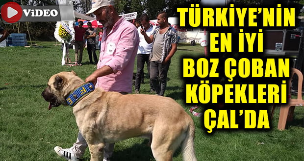 8 Asırlık Gelenekte Köpek Güzellik Yarışması Keyifli Anlar Yaşattı