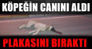 Denizli’de Köpeğe Çarpıp Kaçtı