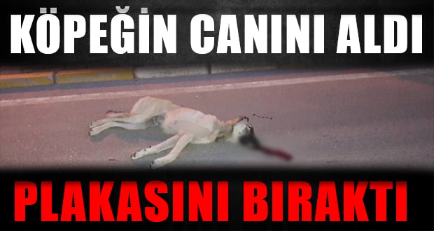 Denizli’de Köpeğe Çarpıp Kaçtı