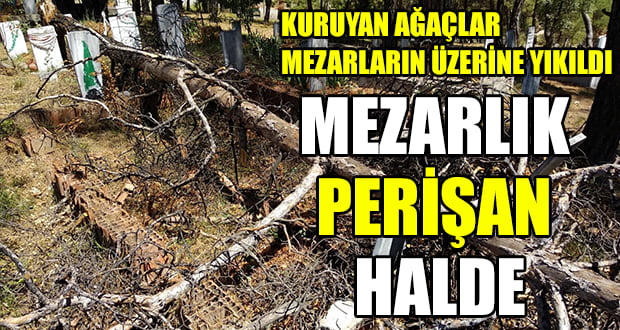 Kuruyan Ağaçlar Mezarların Üzerine Yıkıldı