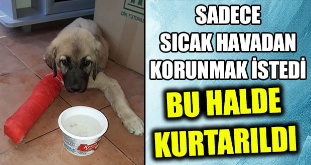 Yavru köpek ezilmekten son anda kurtuldu