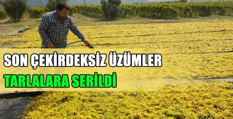 Son Çekirdeksiz Üzümler Tarlalara Serildi