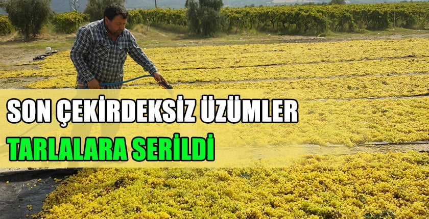 Son Çekirdeksiz Üzümler Tarlalara Serildi