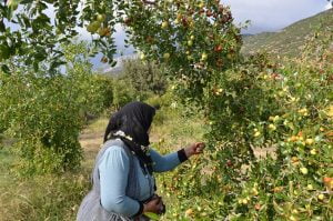 Çivril’ de Hünnap Hasadı Yapıldı