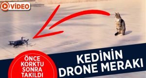 Kedinin Drone Merakı Kameralara Yansıdı