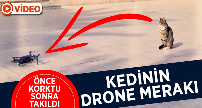 Kedinin Drone Merakı Kameralara Yansıdı