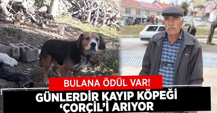 Günlerdir Kayıp Köpeği ‘Çorçil’i Arıyor