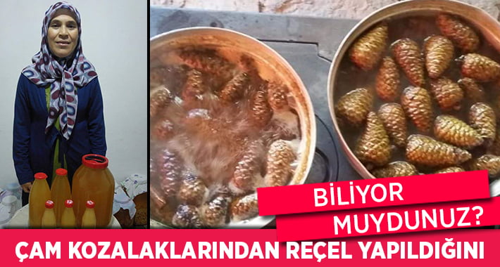 Çam Kozalağı’ndan Reçel Yapıldığını Biliyor Muydunuz?