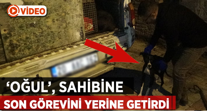 ‘Oğul’ Sahibine Son Görevini Bakın Nasıl Yerine Getirdi?