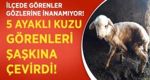 5 Ayaklı Kuzu İlçe Halkını Şaşkına Çevirdi!