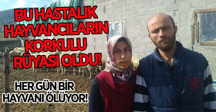 Bu Hastalık, Hayvancıların Korkulu Rüyası Oldu!