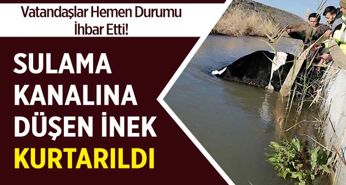 Sulama Kanalı Düşen İnek Kurtarıldı