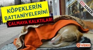 Vicdansızlar Köpeklerin Örtülerine Göz Dikti!