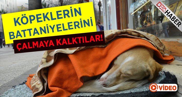 Vicdansızlar Köpeklerin Örtülerine Göz Dikti!