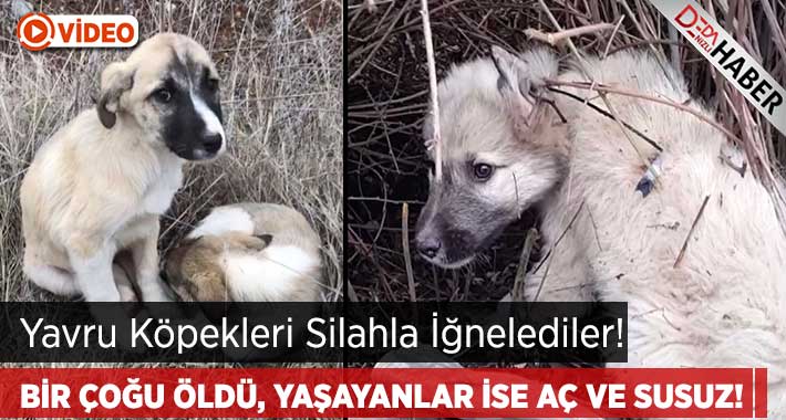 Yavru Köpekleri iğne İle Bayıltıp Dağa Attılar!