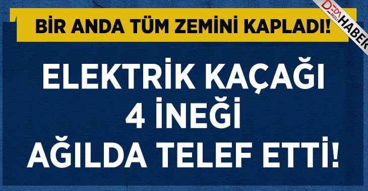 Elektrik Kaçağı 4 İneği Telef Etti!