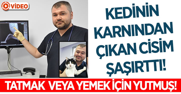 Kedinin Karnından Çıkan Cisim Şaşırttı!