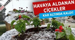 Havaya Aldanan Çiçekler O İlçede Karlar Altında Kaldı