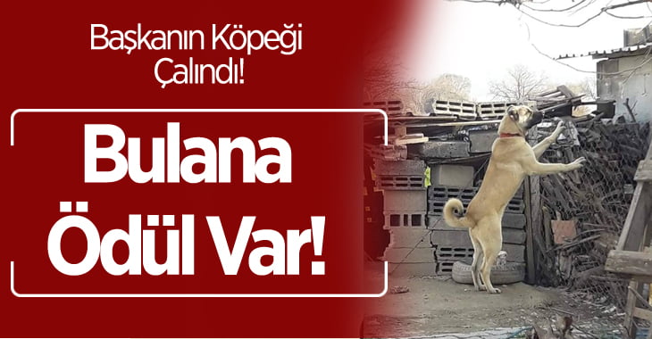 Başkanın Köpeği Çalındı, Bulana Ödül Var