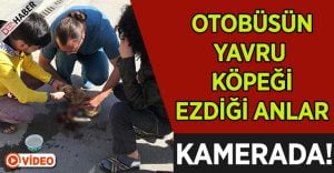 Otobüsün Yavru Köpeği Ezdiği Anlar Kamerada!