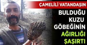 Çamelili Vatandaşın Bulduğu Kuzu Göbeği Şaşırttı