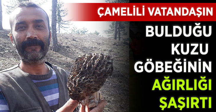 Çamelili Vatandaşın Bulduğu Kuzu Göbeği Şaşırttı