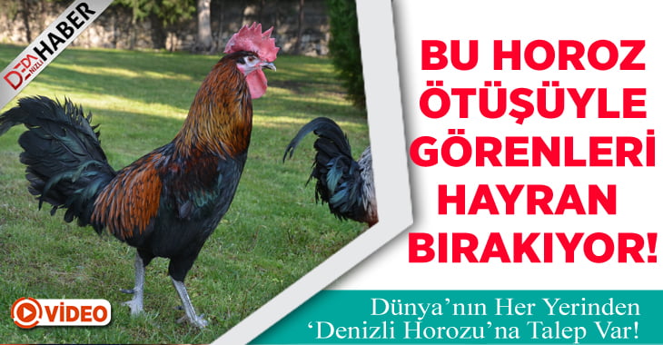 Bu Horoz Ötüşü ile Görenleri Hayran Bırakıyor!