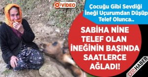 Sabiha Nine, Telef Olan İneğinin Başında Saatlerce Gözyaşı Döktü!