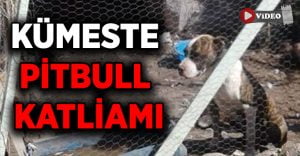 Kümese giren pitbull 14 tavuğu telef etti