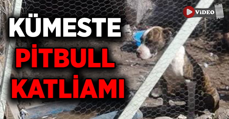 Kümese giren pitbull 14 tavuğu telef etti